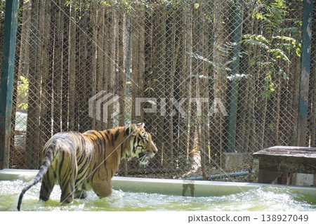 Tiger is walking through a pool of water in a zoo enclosure 138927049