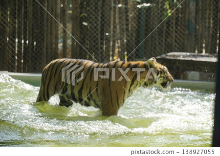 Tiger is walking through a body of water in a zoo enclosure 138927055