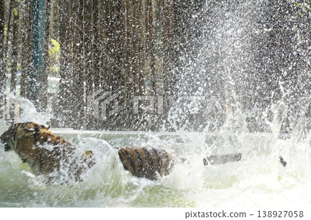 Two tigers are playing in a pool of water Two tigers are playing in a pool of water 138927058