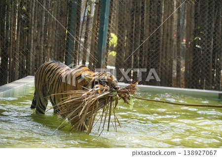 Tiger is playing with a stick in a pool 138927067