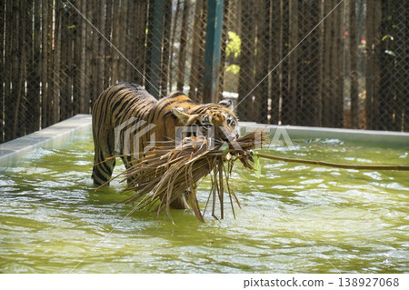 Tiger is in a pool of water and is holding a stick in its mouth 138927068