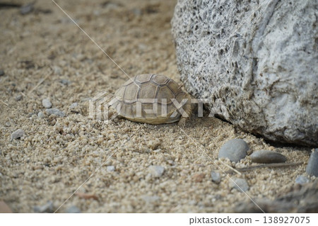 Small turtle is laying on the ground next to a large rock Small turtle is laying on the ground next to a large rock 138927075