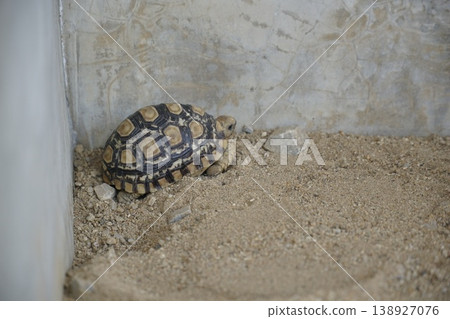 Small turtle is laying in the dirt Small turtle is laying in the dirt 138927076