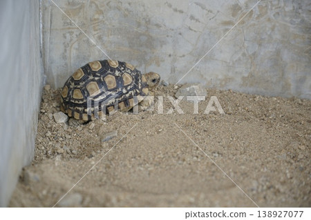 Small turtle is laying in the dirt Small turtle is laying in the dirt 138927077