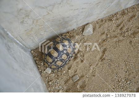 Small turtle is laying on the ground in a sandy area Small turtle is laying on the ground in a sandy area 138927078