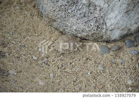 Small turtle is laying on the ground in a sandy area Small turtle is laying on the ground in a sandy area 138927079