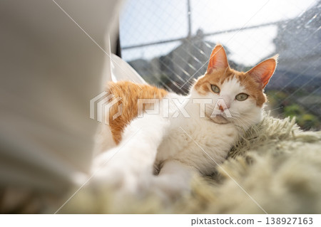 A cat relaxing by the window Brown tiger white A cat relaxing by the window Brown tiger white 138927163
