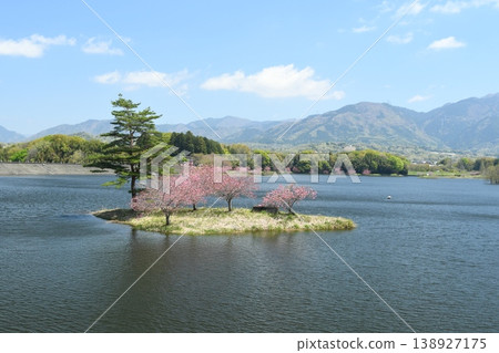 小島上櫻花盛開 小島上櫻花盛開 138927175