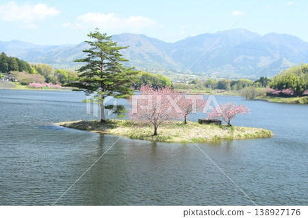 小島上櫻花盛開 小島上櫻花盛開 138927176