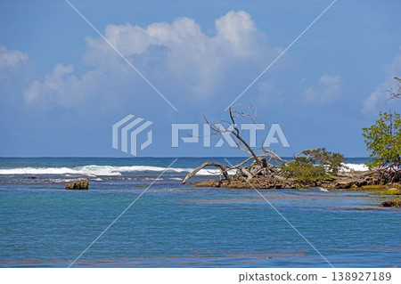 Driftwood tree on reef with waves in Caribbean sea Panama Driftwood tree on reef with waves in Caribbean sea Panama 138927189