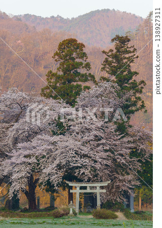 Cherry blossoms in full bloom, a torii gate, and a shrine: A quintessential Japanese scene I spotted in Fukushima. Cherry blossoms in full bloom, a torii gate, and a shrine: A quintessential Japanese scene I spotted in Fukushima. 138927311