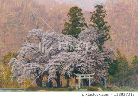 Cherry blossoms in full bloom, a torii gate, and a shrine: A quintessential Japanese scene I spotted in Fukushima. Cherry blossoms in full bloom, a torii gate, and a shrine: A quintessential Japanese scene I spotted in Fukushima. 138927312