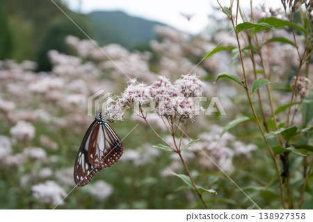Traveling butterfly Chestnut tiger 138927358
