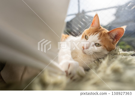 A cat relaxing by the window Brown tiger white A cat relaxing by the window Brown tiger white 138927363