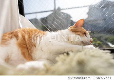 A cat relaxing by the window Brown tiger white A cat relaxing by the window Brown tiger white 138927364