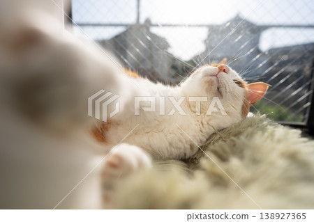 A cat relaxing by the window Brown tiger white A cat relaxing by the window Brown tiger white 138927365