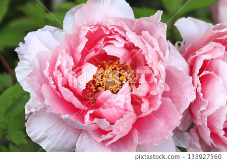 Large, pink peony 138927560