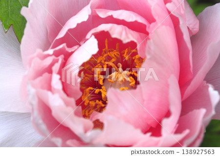 Large, pink peony Large, pink peony 138927563