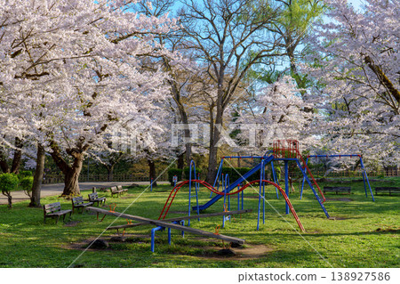 Cherry blossoms in full bloom at Tsuruga Castle: A spring scene in Aizu-Wakamatsu. Cherry blossoms in full bloom at Tsuruga Castle: A spring scene in Aizu-Wakamatsu. 138927586