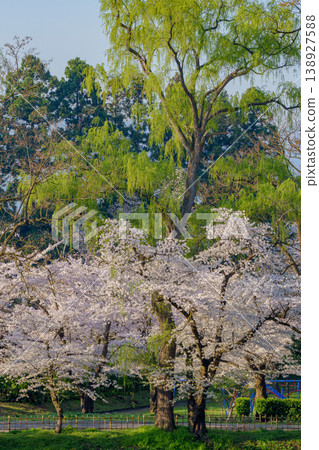 敦賀城櫻花盛開：會津若鬆的春日美景。 138927588