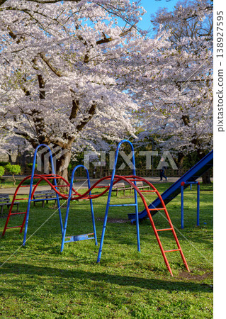 Cherry blossoms in full bloom at Tsuruga Castle: A spring scene in Aizu-Wakamatsu. Cherry blossoms in full bloom at Tsuruga Castle: A spring scene in Aizu-Wakamatsu. 138927595