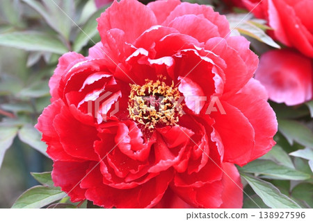 Large, bright red peonies Large, bright red peonies 138927596