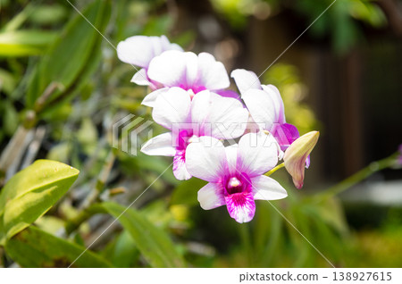 White and purple orchid blooming in garden White and purple orchid blooming in garden 138927615