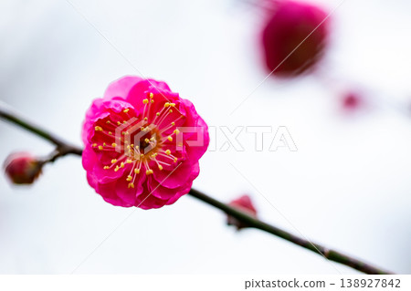 The delicate red plum blossoms that have just begun to bloom in early spring The delicate red plum blossoms that have just begun to bloom in early spring 138927842