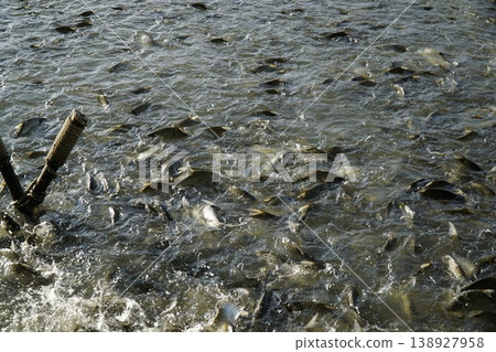 Large body of water with many fish swimming in it 138927958