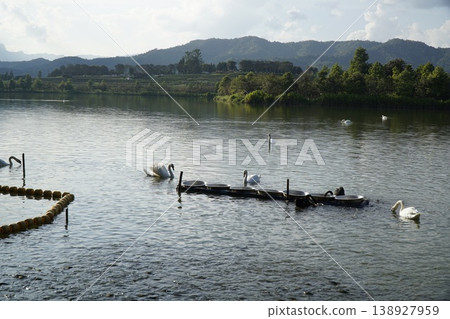 Group of swans are swimming in a lake Group of swans are swimming in a lake 138927959