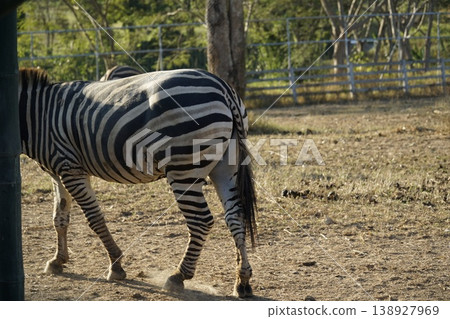 Zebra is walking in a field with a fence in the background Zebra is walking in a field with a fence in the background 138927969