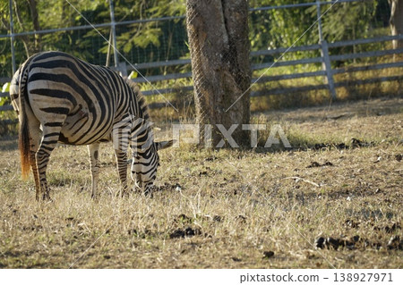 Zebra is grazing in a field Zebra is grazing in a field 138927971