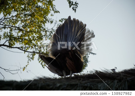 Bird with a brown tail is standing on a roof Bird with a brown tail is standing on a roof 138927982
