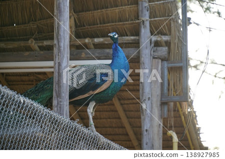 Blue peacock stands on a fence in front of a building Blue peacock stands on a fence in front of a building 138927985