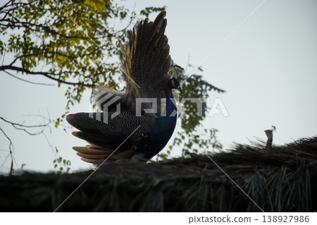 Peacock is standing on a roof, with its wings spread out Peacock is standing on a roof, with its wings spread out 138927986