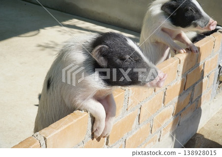 Two pigs are looking at the camera from behind a brick wall Two pigs are looking at the camera from behind a brick wall 138928015