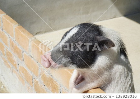 Pig is resting its head on a brick wall Pig is resting its head on a brick wall 138928016