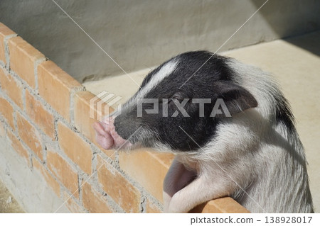 Pig is standing on a brick wall Pig is standing on a brick wall 138928017