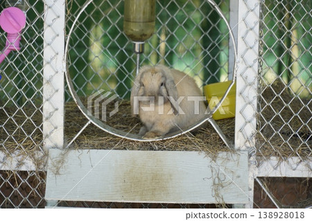 Rabbit is sitting in a cage with a yellow bowl 138928018