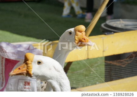 Two white geese with orange beaks and yellow heads 138928026