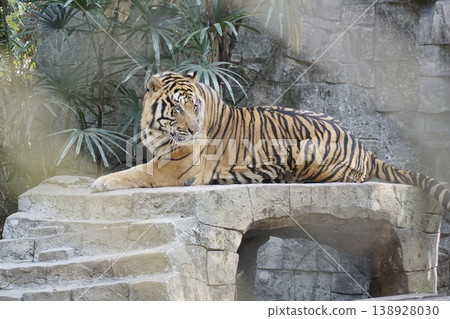 Tiger is laying on a stone bench in a zoo Tiger is laying on a stone bench in a zoo 138928030