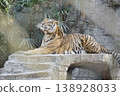 Tiger is laying on a stone ledge in a zoo 138928033