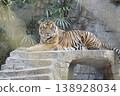 Tiger is laying on a stone wall in a zoo 138928034
