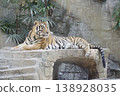 Tiger is laying on a stone bench in a zoo 138928035