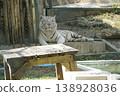 White tiger is laying on a wooden table in a zoo enclosure 138928036