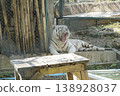 White tiger is laying on a wooden table in a zoo enclosure 138928037