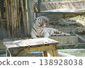 White tiger is laying down on a wooden table 138928038