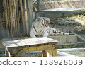 White tiger is laying on a wooden table in a zoo enclosure 138928039