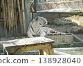 White tiger is laying down on a wooden table in a zoo enclosure 138928040