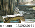 White tiger is laying on a wooden table in a zoo enclosure 138928041
